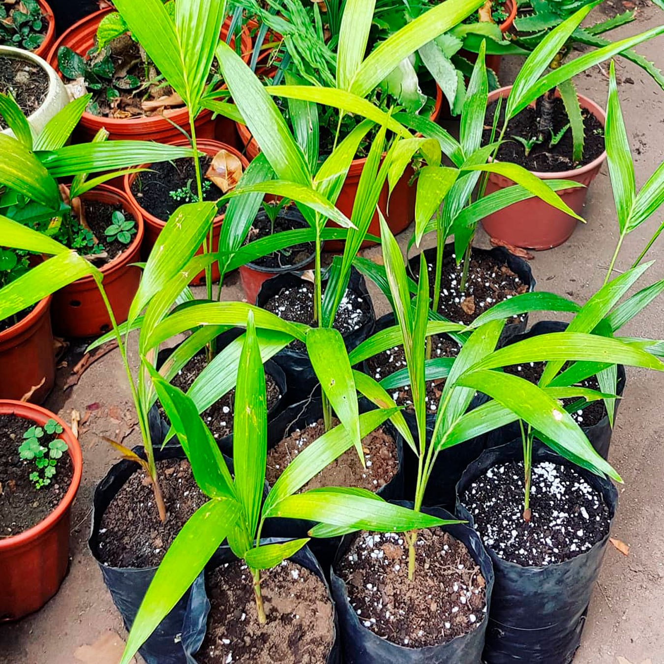 palma-adonidia-merrillii-50-unidades-5