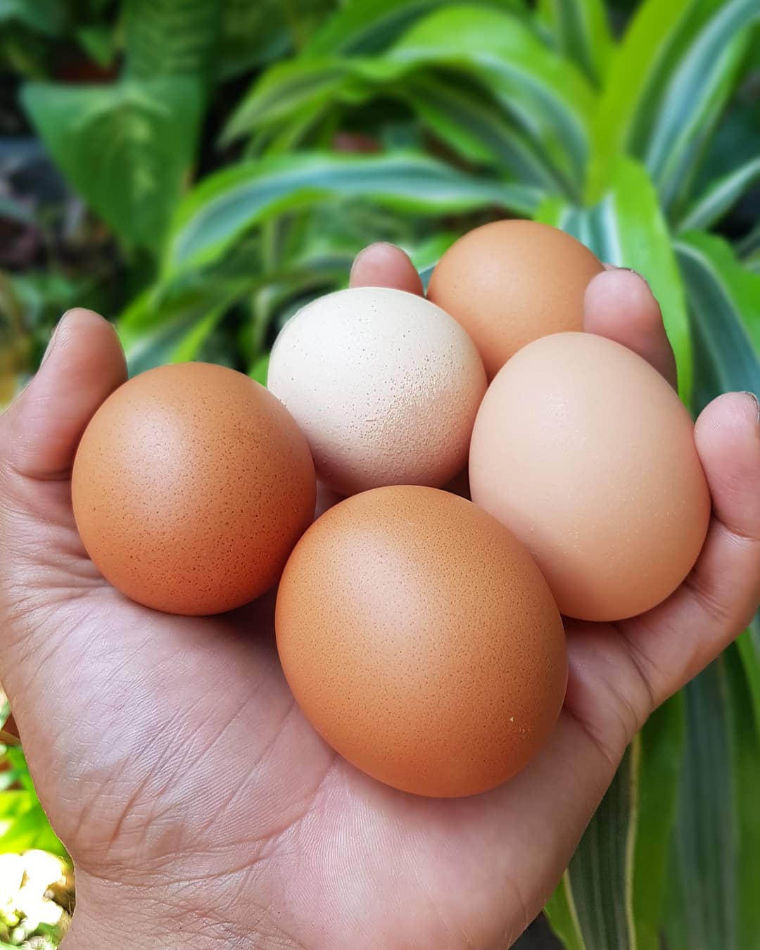 Cáscaras de huevo para tu jardín.