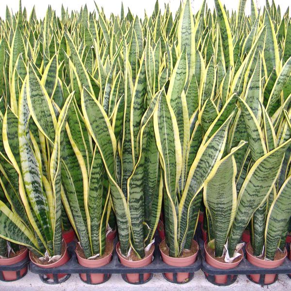 sansevieria-lengua-de-suegra