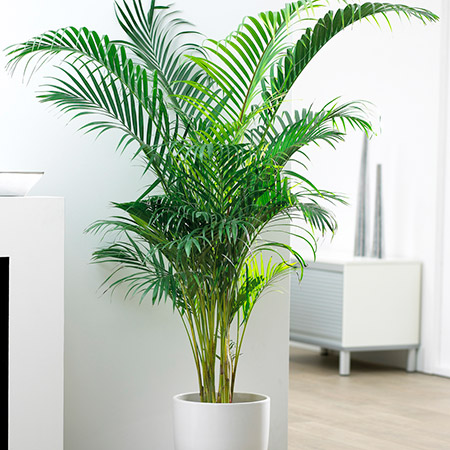 dypsis-lutescens-palma-areca